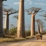 Africa countries visit african absolute list travel safari go rush later