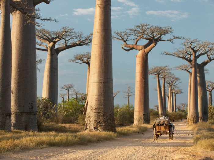 Africa countries visit african absolute list travel safari go rush later